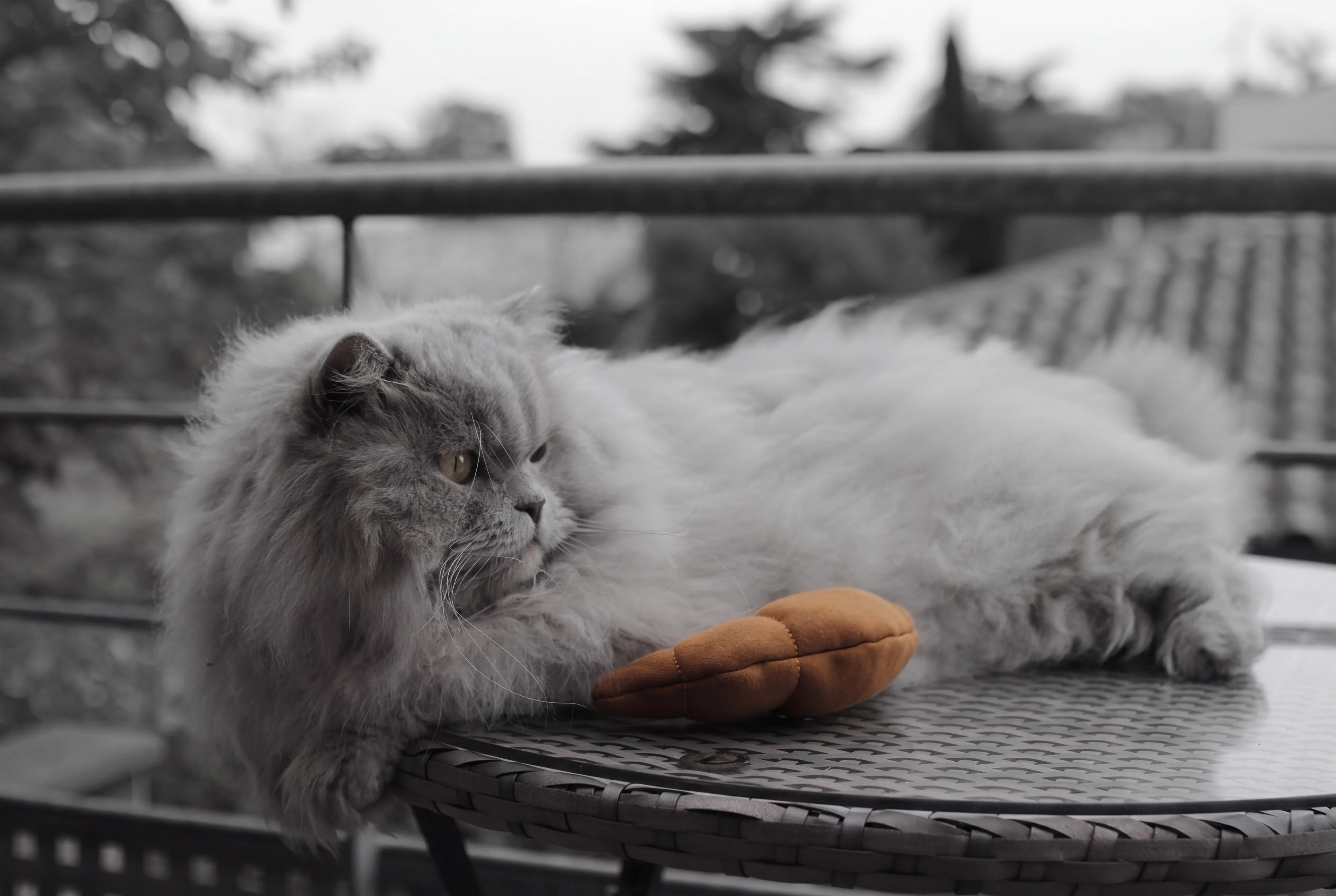 Thelonious jouant avec Le Croissant